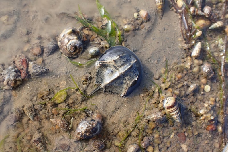 稚鲎栖息在泥滩地,失去滩地,也就失去赖以为生的居所。