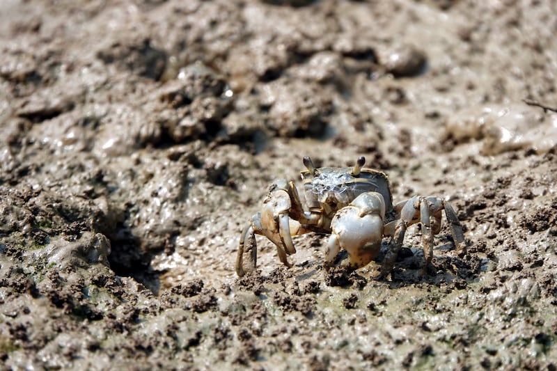 金门潮间带生态逐年退化,许多生物被消失,侧足厚蟹已几近绝迹。