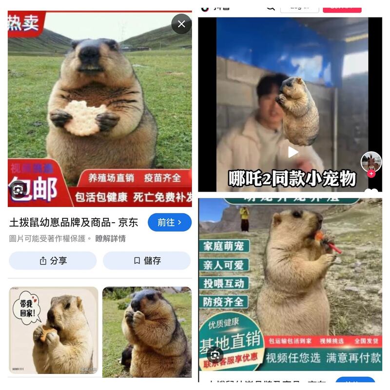 旱獭售卖