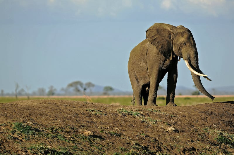 坦桑尼亚的朱利叶斯・尼雷尔大坝选址在塞卢斯野生动物保护区,这里名列联合国教科文组织世界遗产。