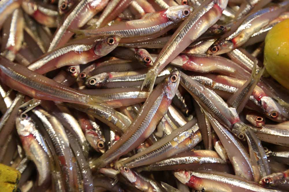 The deeper the ocean the bigger the prey. These fish are caught close to shore and most of what makes its way into local markets. Photo: RFA